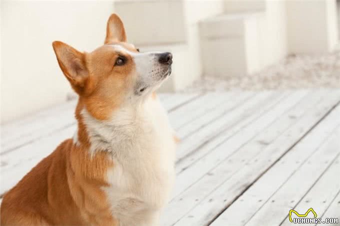 养狗的五大禁忌：让爱犬安全，让主人安心
