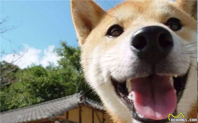 狗子的地位下降史