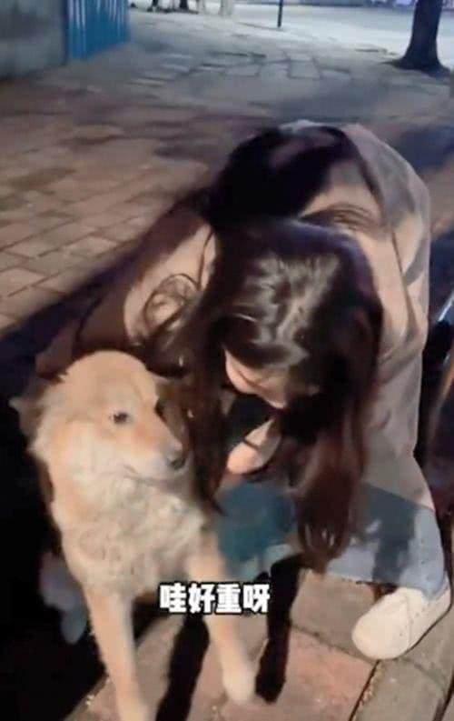 怀孕母犬赖上了夫妻俩，一直紧跟着不离开:可以带我一起走吗?