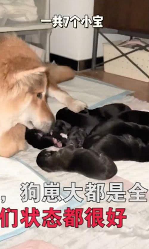 怀孕母犬赖上了夫妻俩，一直紧跟着不离开:可以带我一起走吗?