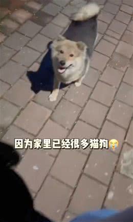 怀孕母犬赖上了夫妻俩，一直紧跟着不离开:可以带我一起走吗?