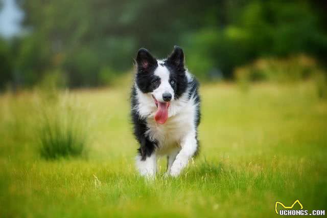 边牧如何挑选纯种犬—一个农民的经验之谈