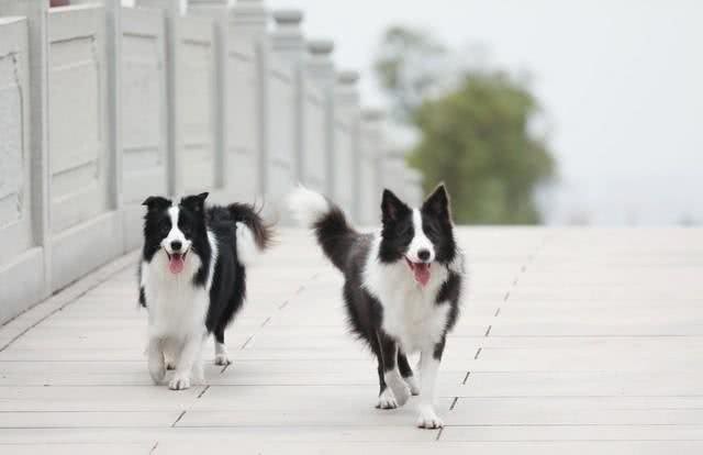 边牧如何挑选纯种犬—一个农民的经验之谈