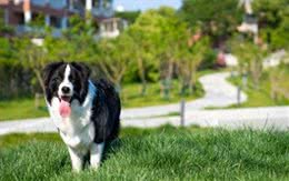 边牧如何挑选纯种犬—一个农民的经验之谈