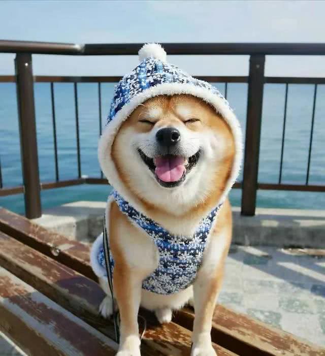 目前人气最高的家庭宠物犬是哪些狗?有何依据?