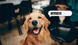 目前人气最高的家庭宠物犬是哪些狗?有何依据?