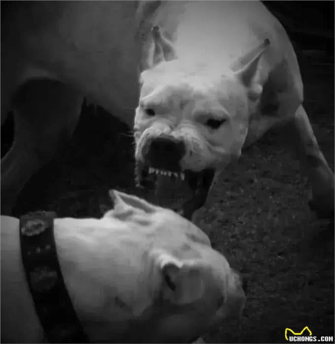 杜高犬的多功能性，因人而异，各领风骚