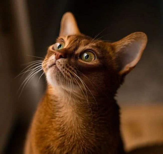 这些猫才不是白眼狼，一旦养了，眼里只有你