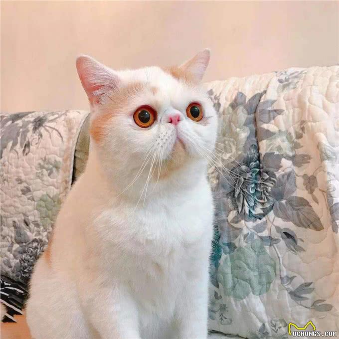 这些猫才不是白眼狼，一旦养了，眼里只有你
