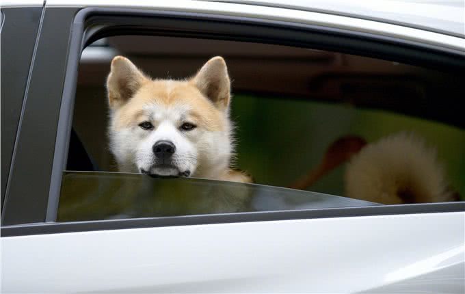 为什么养秋田犬的人少?长得可爱，也敌不过这些问题