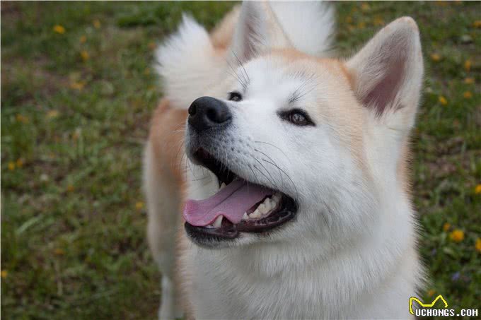 为什么养秋田犬的人少?长得可爱，也敌不过这些问题