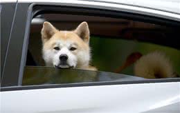 为什么养秋田犬的人少?长得可爱，也敌不过这些问题