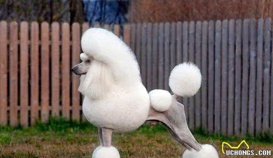 科普—宠物犬美容:剪耳、剪尾、剪狼爪