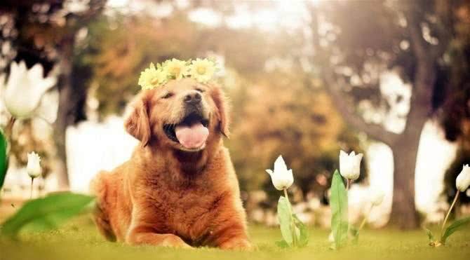 科普—宠物犬美容:剪耳、剪尾、剪狼爪