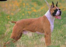 科普—宠物犬美容:剪耳、剪尾、剪狼爪