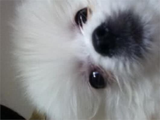 狗狗的这些眼部小疾病一定要尽早治疗，如果发生病变那就麻烦了
