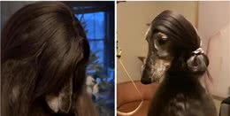 似人的猎犬，美国一只阿富汗猎犬有着飘逸长发，像女士秀发的发型