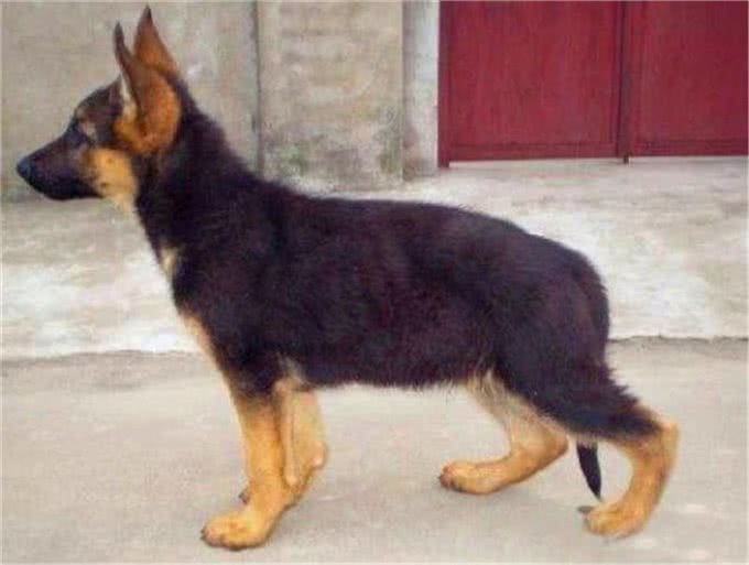 什么是工作犬，工作犬都会干什么，德牧犬工作犬喂养