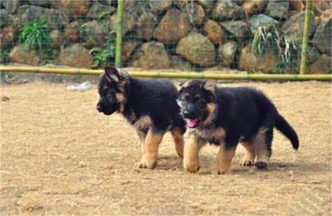 什么是工作犬，工作犬都会干什么，德牧犬工作犬喂养