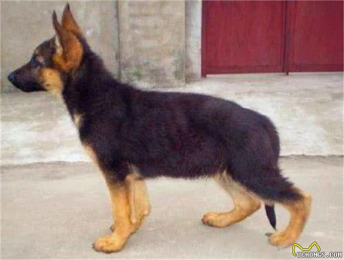 什么是工作犬，工作犬都会干什么，德牧犬工作犬喂养