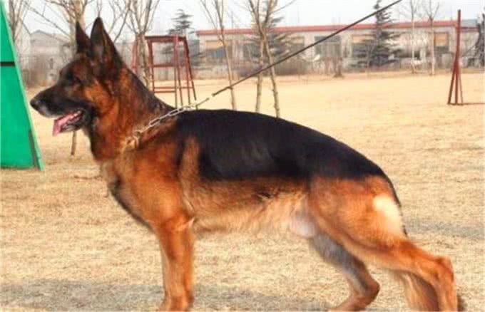 什么是工作犬，工作犬都会干什么，德牧犬工作犬喂养
