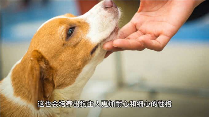 养狗之后，狗主人的性格会发生哪些积极变化?