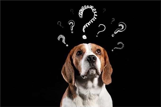揭秘狗狗超强大脑:它们真的懂我们的语言吗?