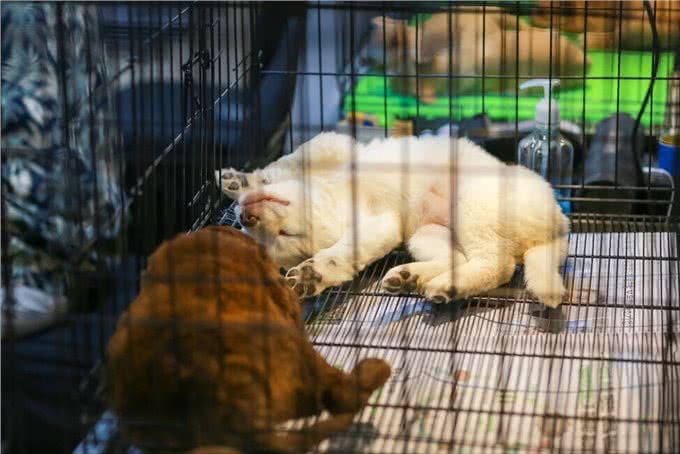 宠物店里有何猫腻?大批人已中招，下次购买狗狗要注意