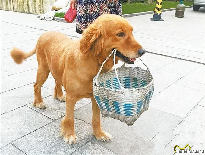 如何训练金毛犬听话