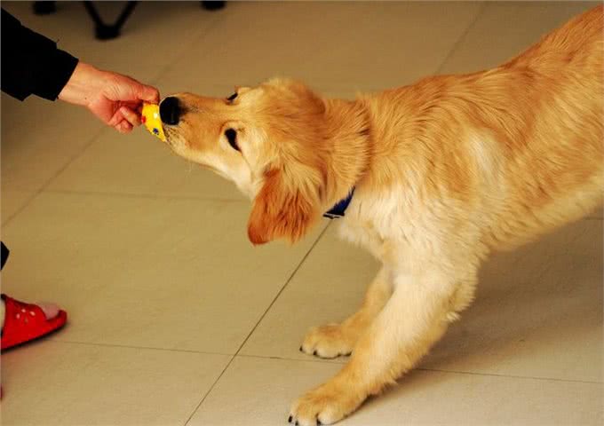 如何训练金毛犬听话