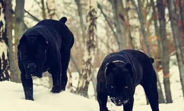 假如你打算把卡斯罗当宠物犬，那么切记准备好以下内容