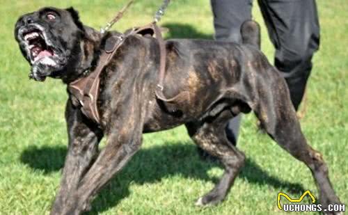 假如你打算把卡斯罗当宠物犬，那么切记准备好以下内容
