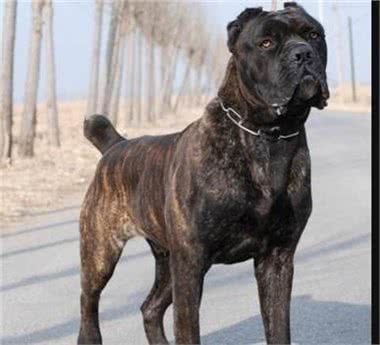 假如你打算把卡斯罗当宠物犬，那么切记准备好以下内容