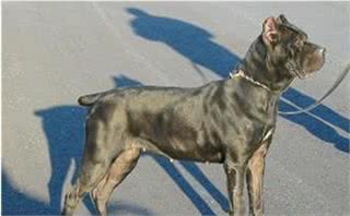 假如你打算把卡斯罗当宠物犬，那么切记准备好以下内容