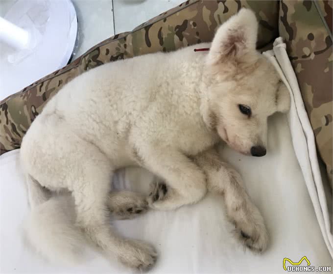 800元买的狗，要花8000元去救，值不值?