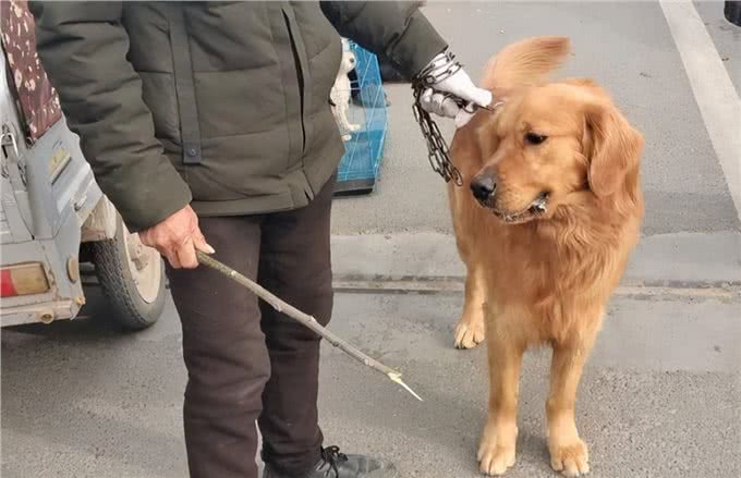 狗狗最害怕的7件事，特别是第6件!可很多宠主都忽略了