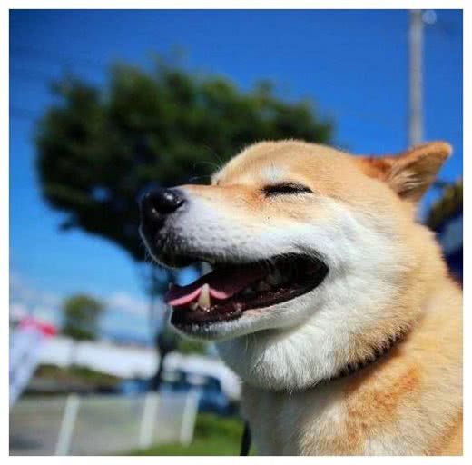 狗狗突然坐姿宫廷贵妇级，家人:敬酒不吃吃罚酒!
