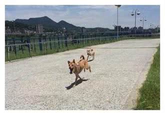 狗狗突然坐姿宫廷贵妇级，家人:敬酒不吃吃罚酒!
