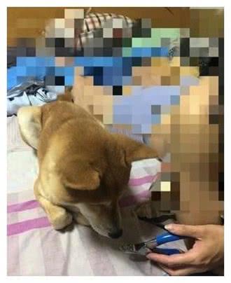 狗狗突然坐姿宫廷贵妇级，家人:敬酒不吃吃罚酒!