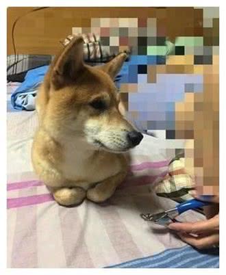 狗狗突然坐姿宫廷贵妇级，家人:敬酒不吃吃罚酒!