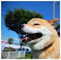 狗狗突然坐姿宫廷贵妇级，家人:敬酒不吃吃罚酒!