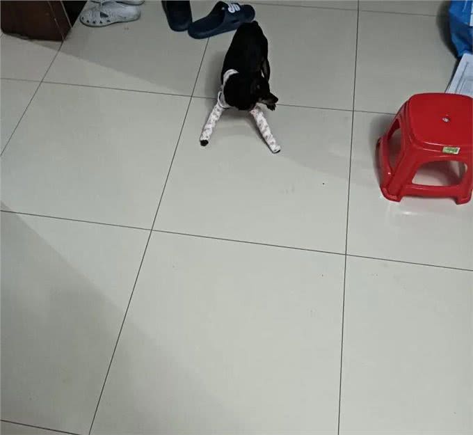 我给小狗治骨折