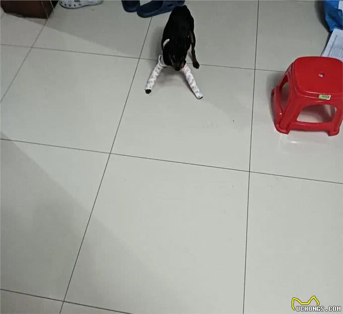 我给小狗治骨折