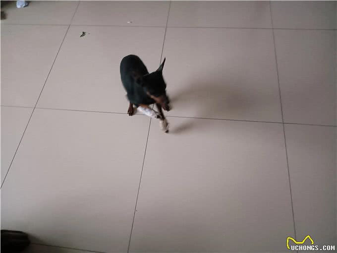 我给小狗治骨折