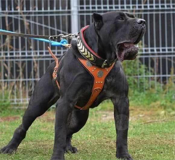 加纳利等于杀人犬?猛犬威慑外表和凶猛往往背负着就是非议