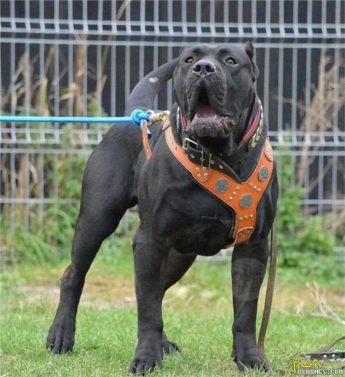 加纳利等于杀人犬?猛犬威慑外表和凶猛往往背负着就是非议