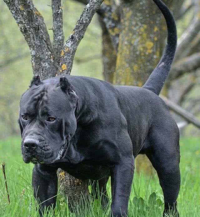 加纳利等于杀人犬?猛犬威慑外表和凶猛往往背负着就是非议