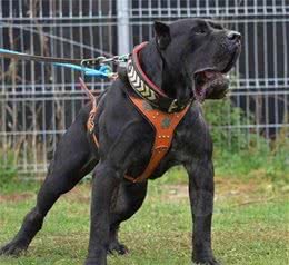 加纳利等于杀人犬?猛犬威慑外表和凶猛往往背负着就是非议