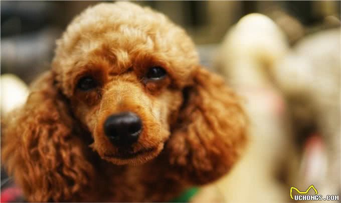 泰迪是什么犬种?泰迪是如何分类的