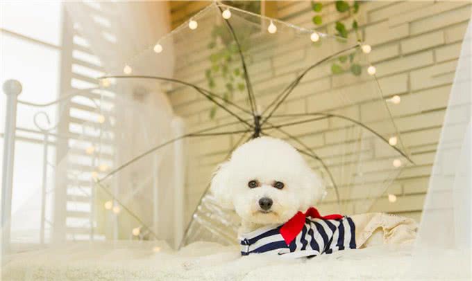 泰迪是什么犬种?泰迪是如何分类的